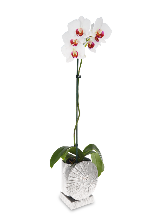 Orchid - Embossed Metal Plant Pot Holder